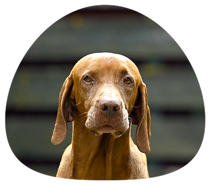 Suba, magyar vizsla