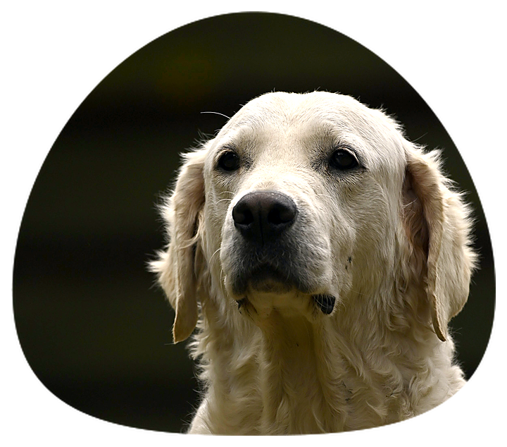 Vatta, golden retriever