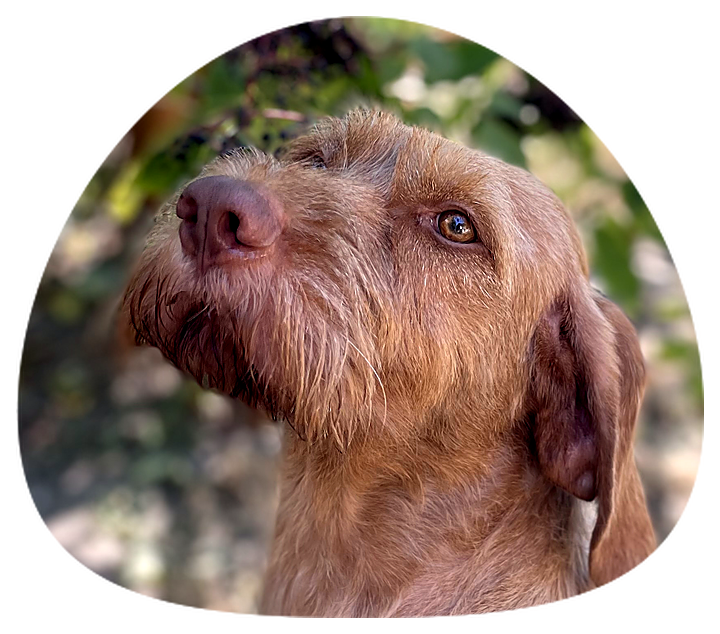 Virág, szálkás szőrű vizsla